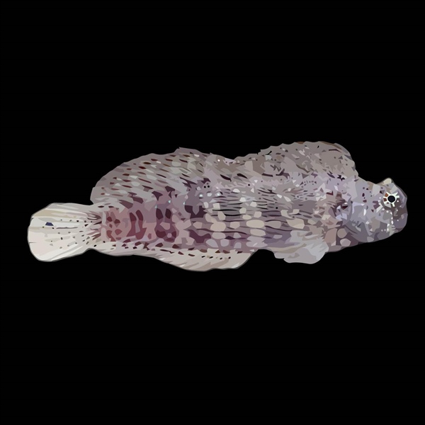 فرشته ماهی کورال بیوتی coral beauty angelfish