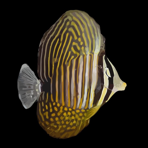 فرشته ماهی کورال بیوتی coral beauty angelfish