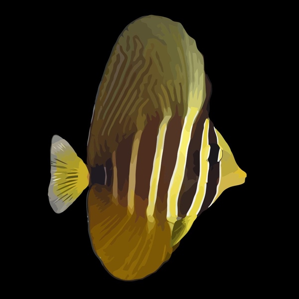 فرشته ماهی کورال بیوتی coral beauty angelfish