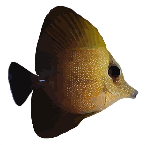 فرشته ماهی کورال بیوتی coral beauty angelfish