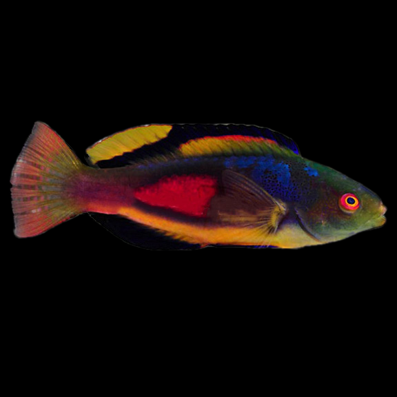 فرشته ماهی کورال بیوتی coral beauty angelfish