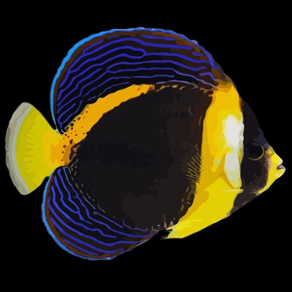 فرشته ماهی کورال بیوتی coral beauty angelfish