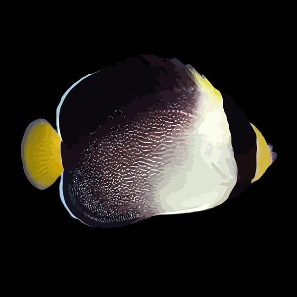 فرشته ماهی کورال بیوتی coral beauty angelfish