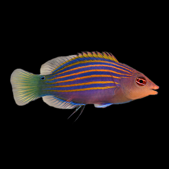 فرشته ماهی کورال بیوتی coral beauty angelfish