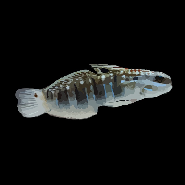 فرشته ماهی کورال بیوتی coral beauty angelfish