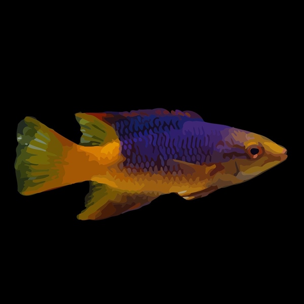 فرشته ماهی کورال بیوتی coral beauty angelfish
