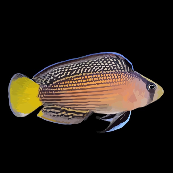 فرشته ماهی کورال بیوتی coral beauty angelfish