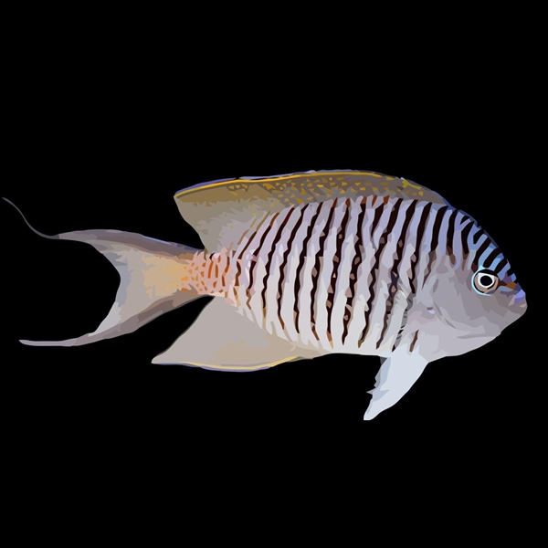 فرشته ماهی کورال بیوتی coral beauty angelfish