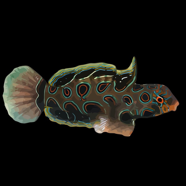 فرشته ماهی کورال بیوتی coral beauty angelfish