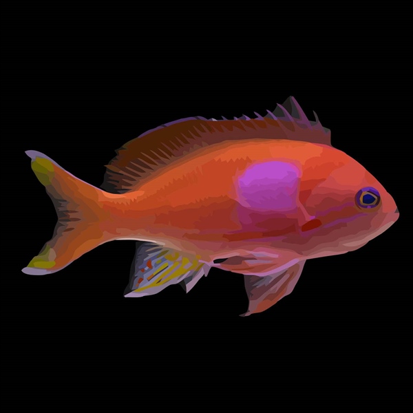 فرشته ماهی کورال بیوتی coral beauty angelfish