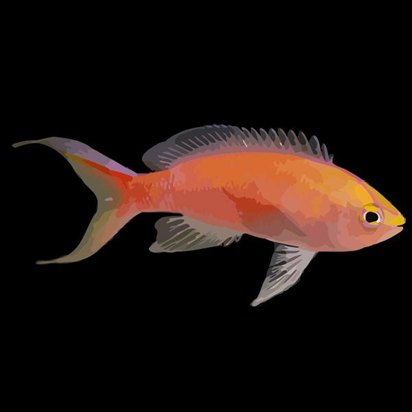 فرشته ماهی کورال بیوتی coral beauty angelfish