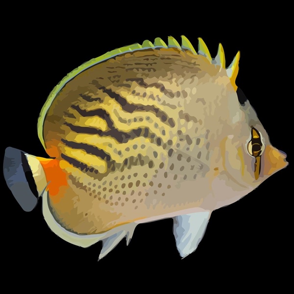 فرشته ماهی کورال بیوتی coral beauty angelfish