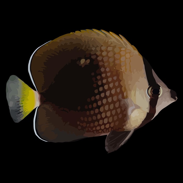فرشته ماهی کورال بیوتی coral beauty angelfish