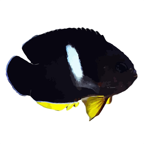 فرشته ماهی کورال بیوتی coral beauty angelfish