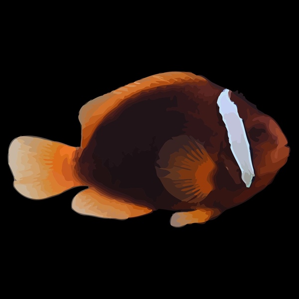 فرشته ماهی کورال بیوتی coral beauty angelfish