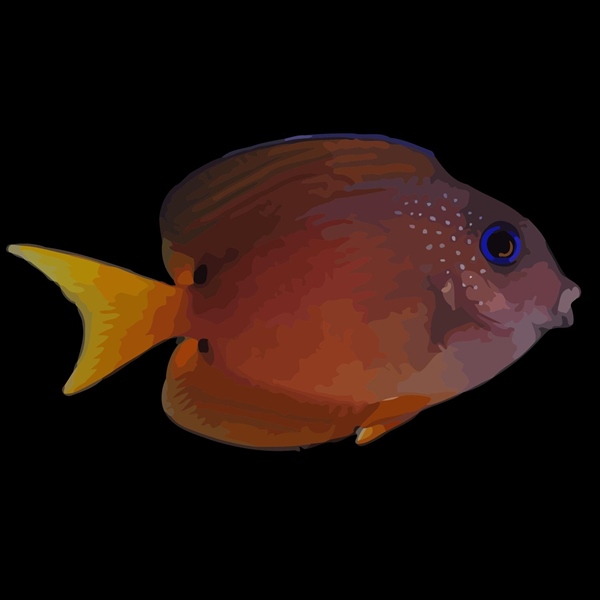 فرشته ماهی کورال بیوتی coral beauty angelfish