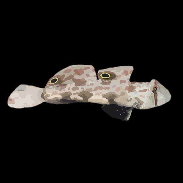 فرشته ماهی کورال بیوتی coral beauty angelfish