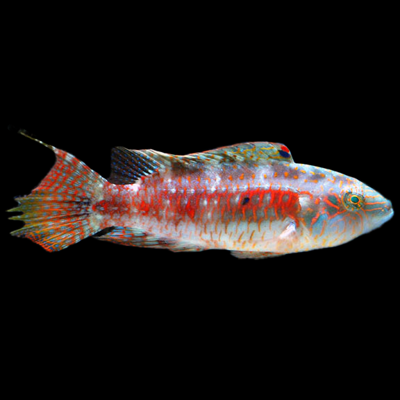 فرشته ماهی کورال بیوتی coral beauty angelfish