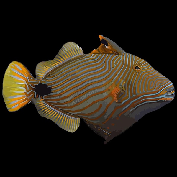 فرشته ماهی کورال بیوتی coral beauty angelfish