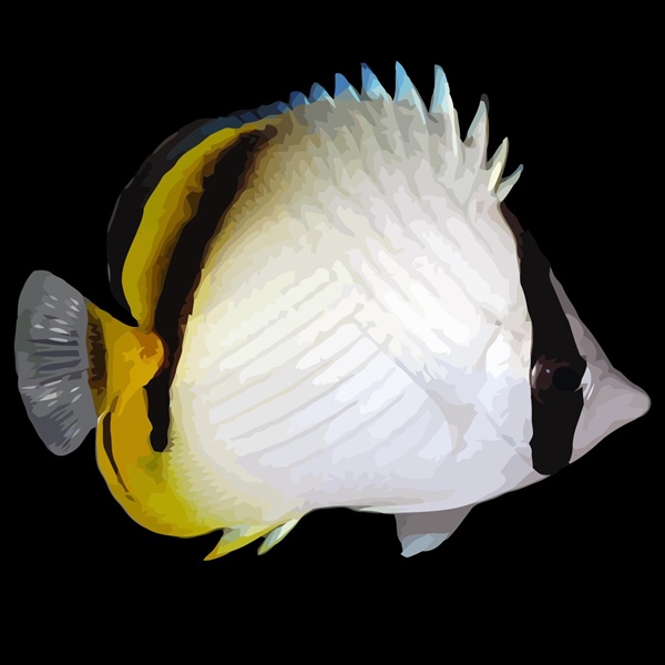 فرشته ماهی کورال بیوتی coral beauty angelfish