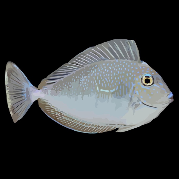 فرشته ماهی کورال بیوتی coral beauty angelfish