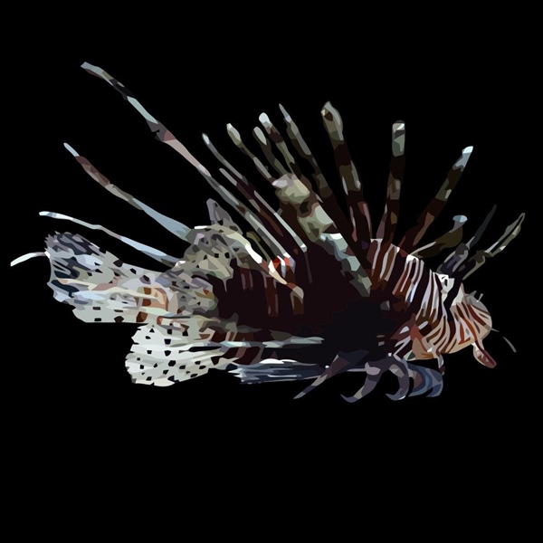 فرشته ماهی کورال بیوتی coral beauty angelfish