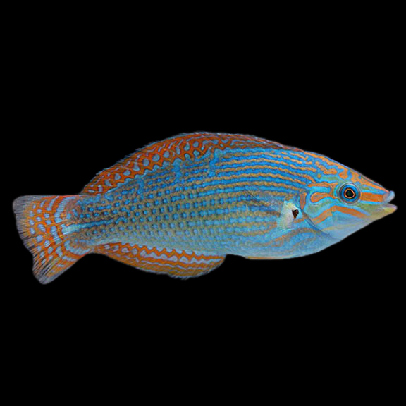 فرشته ماهی کورال بیوتی coral beauty angelfish