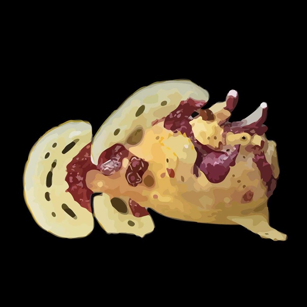 فرشته ماهی کورال بیوتی coral beauty angelfish