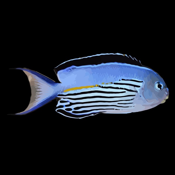 فرشته ماهی کورال بیوتی coral beauty angelfish