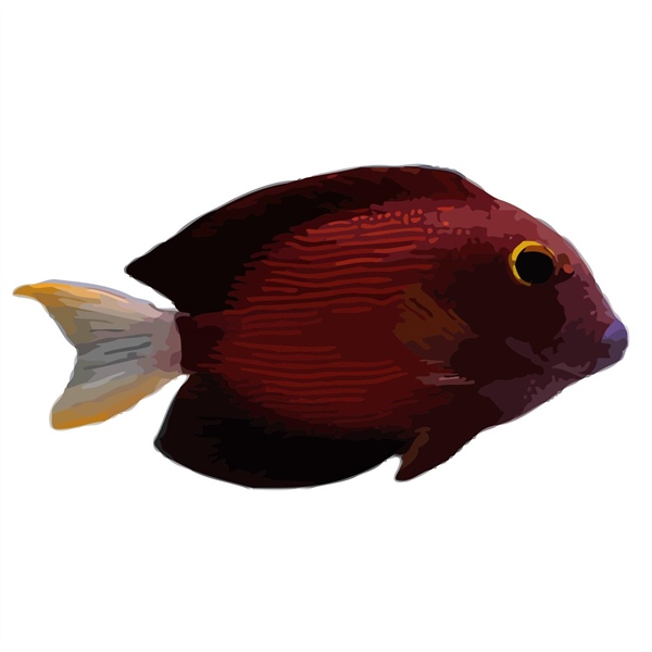 فرشته ماهی کورال بیوتی coral beauty angelfish