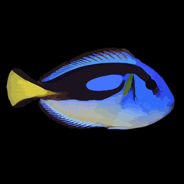 فرشته ماهی کورال بیوتی coral beauty angelfish