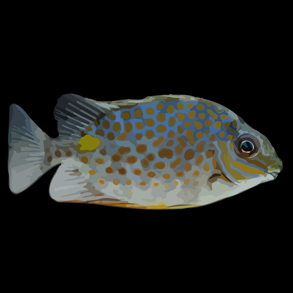 فرشته ماهی کورال بیوتی coral beauty angelfish