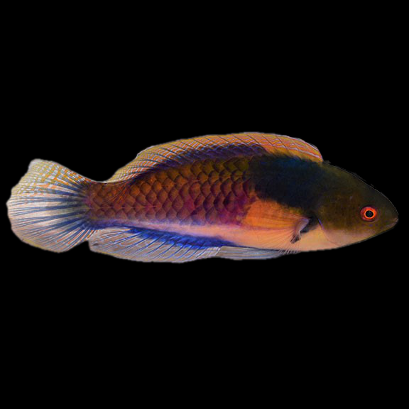 فرشته ماهی کورال بیوتی coral beauty angelfish