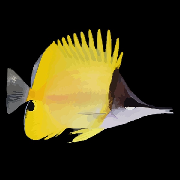 فرشته ماهی کورال بیوتی coral beauty angelfish