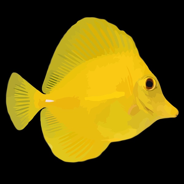 فرشته ماهی کورال بیوتی coral beauty angelfish