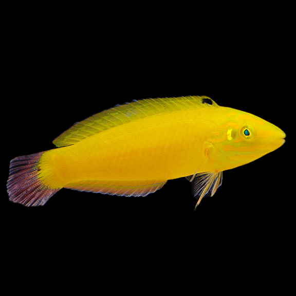 فرشته ماهی کورال بیوتی coral beauty angelfish