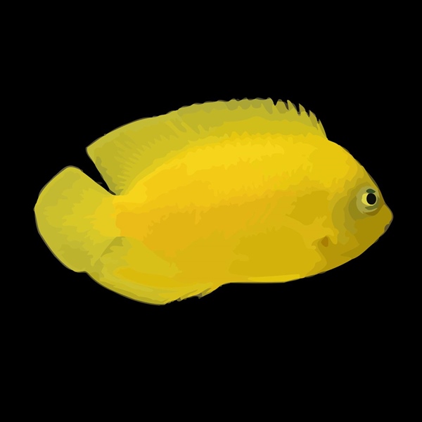 فرشته ماهی کورال بیوتی coral beauty angelfish