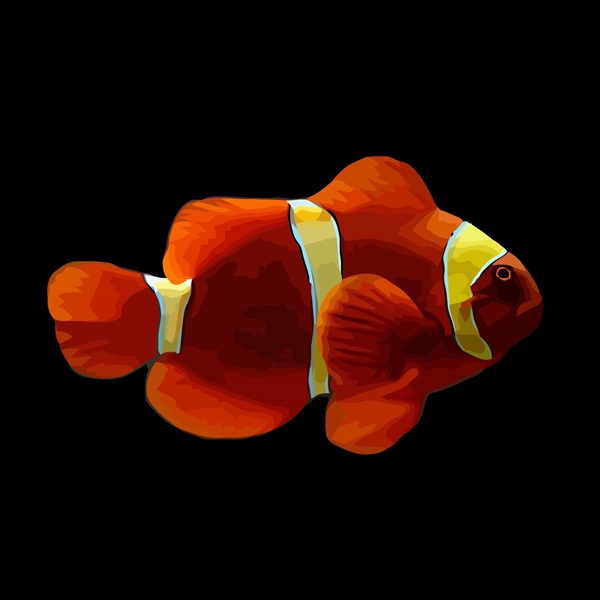 فرشته ماهی کورال بیوتی coral beauty angelfish