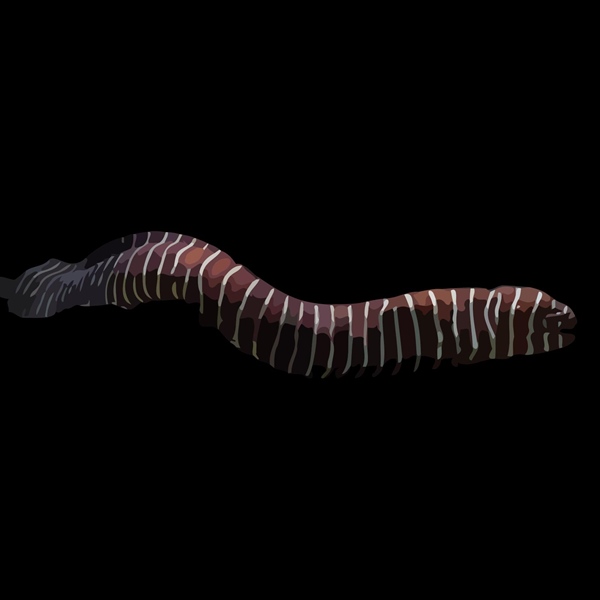 فرشته ماهی کورال بیوتی coral beauty angelfish