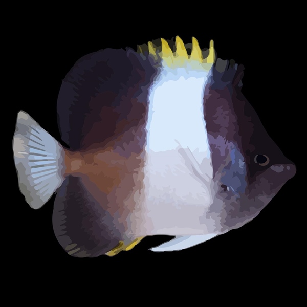 فرشته ماهی کورال بیوتی coral beauty angelfish
