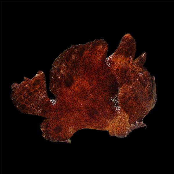 فرشته ماهی کورال بیوتی coral beauty angelfish