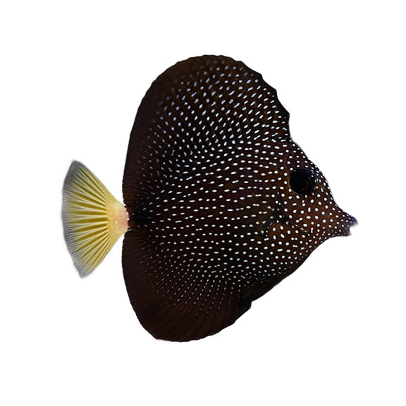 فرشته ماهی کورال بیوتی coral beauty angelfish