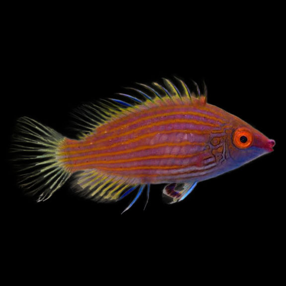 فرشته ماهی کورال بیوتی coral beauty angelfish