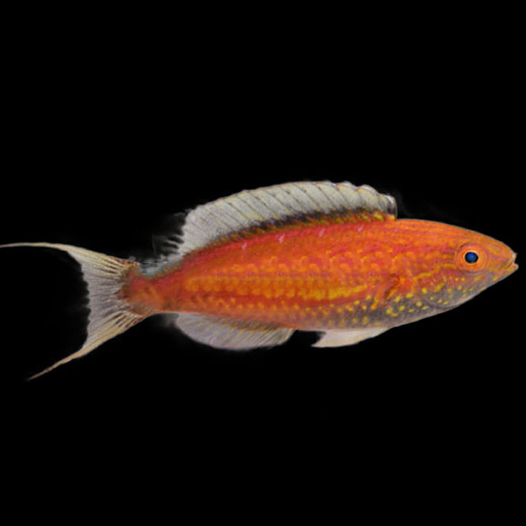 فرشته ماهی کورال بیوتی coral beauty angelfish