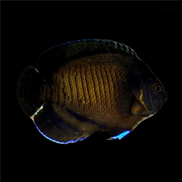 فرشته ماهی کورال بیوتی coral beauty angelfish