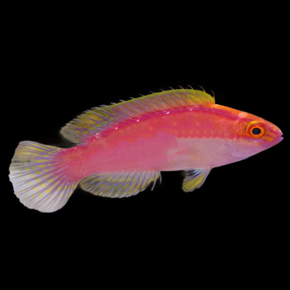 فرشته ماهی کورال بیوتی coral beauty angelfish