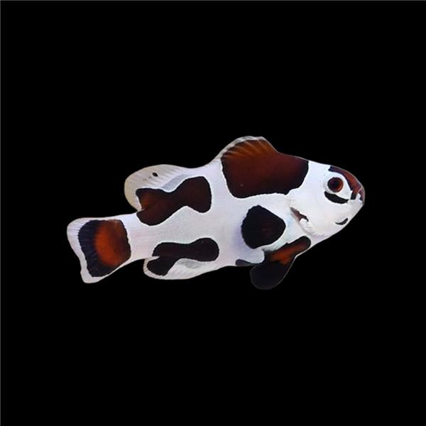 فرشته ماهی کورال بیوتی coral beauty angelfish