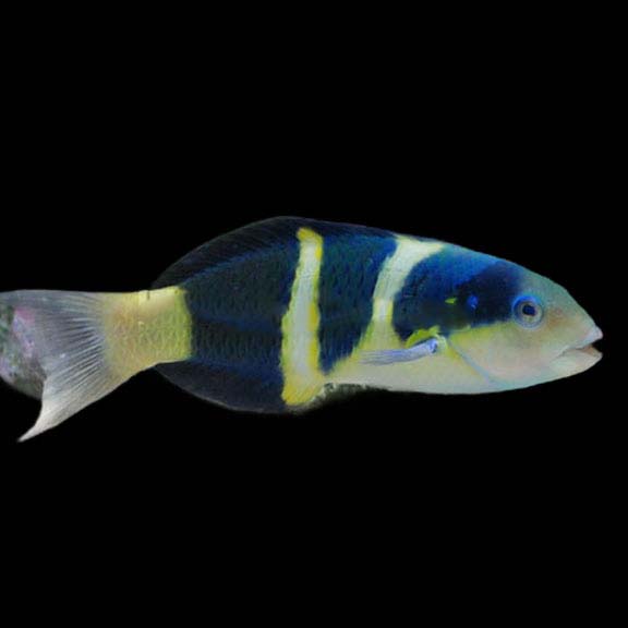 فرشته ماهی کورال بیوتی coral beauty angelfish