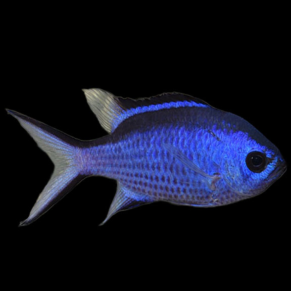 فرشته ماهی کورال بیوتی coral beauty angelfish