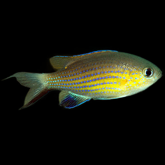 فرشته ماهی کورال بیوتی coral beauty angelfish